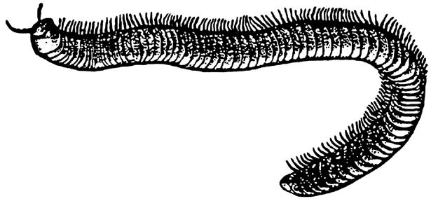 They are wormlike in appearance with rounded body segments that each bears 4 or 2 pairs of legs. Label and color the body segments brown and the legs black. The head is rounded with short antennae.