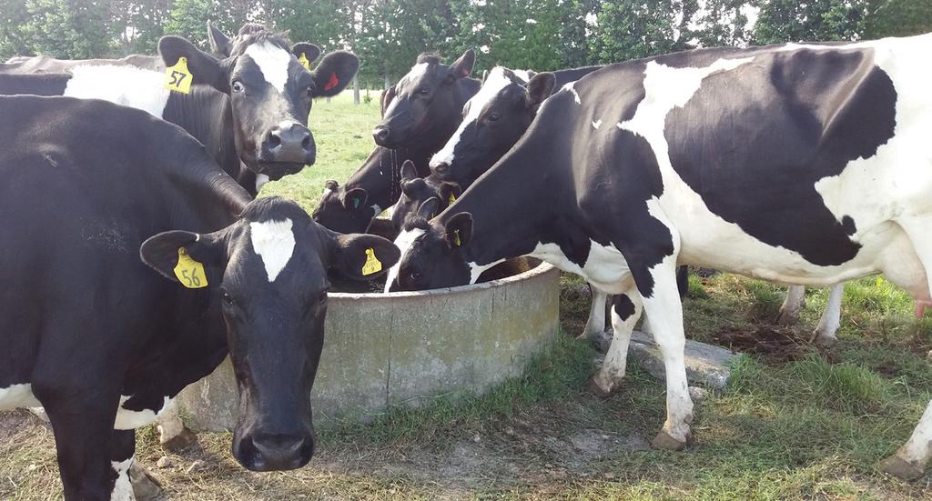 DAIRY TALK February 2019 Never miss a newsletter SIGN UP TO OUR EMAIL LIST Lots of grass doesn t mean your cow