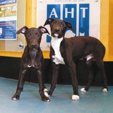 The Kennel Club Cancer Centre at the AHT will help many more pets to beat cancer.