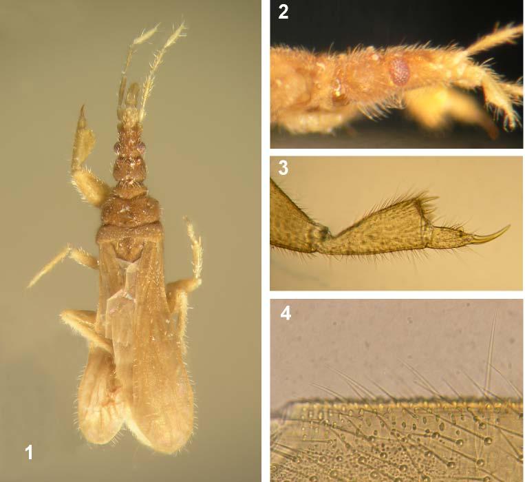 Acta Entomologica Musei Nationalis Pragae, 46, 2006 9 Figs. 1-4. Pseudohenschiella hauseri sp. nov., holotype, female.
