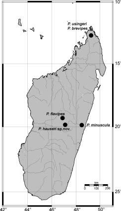 12 BAŇAŘ & ŠTYS: A new species of Pseudohenschiella from Madagascar Forewings (Fig. 1). Macropterous; pterostigmal thickening of anteromarginal vein long but narrow.