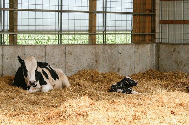 Animal Care Req. 6 Do you ensure that the calving area (prior to and after delivery of calf) is kept clean and dry?