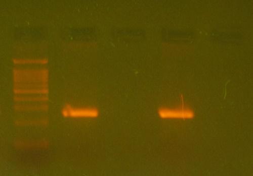 meca gene confirming Methicillin resistant Staphylococcus aureus Fig.