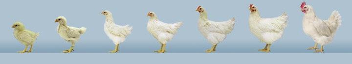 Breeder Growth and Development Focus on pullet rearing programs to optimize growth and development A pullet flock entering into egg production at correct body weight (females 1445 1535 g) with