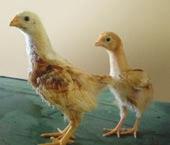 Growing Body Weights, Feed Consumption and Uniformity AGE (weeks) FEMALE WEIGHT (g) MALE WEIGHT (g) FEED INTAKE (g / day per bird) 1 66 70 73 77 13 13 2 116 124 136 144 20 20 3 189 201 223 237 25 26