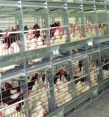 Cage Systems Management (Use cage systems specifically designed for breeders) Advantages Cleaner hatching eggs Better control of enteric diseases (coccidiosis, Gumboro, internal parasites,