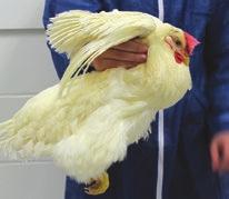 Management Events for Breeders WEEKS OF AGE 0 5 10 15 20 25 AGES OF BODY WEIGHT MEASUREMENTS Arrival Check body weights 0 3 weeks Bulk weigh 10 boxes of 10 chicks 4 29 weeks Weigh 100 birds