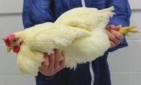 legs or both wings Return birds to floor or cage gently do not drop Use experienced personnel that have been trained in proper procedures of bird handling 30 35 40 45 50 55 60 65 70 CALCULATING