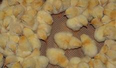 Allow 1 additional hour of incubation for every day beyond 10 days of egg age Chick weight