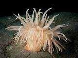 Cnidaria includes jellyfish, corals and sea anemones. They are equipped with stinging cells called nematocysts.