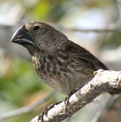 The Grants have studied the effects of drought and periods of plenty on the finches, and the results of their experiments have had an enormous impact on evolutionary science.