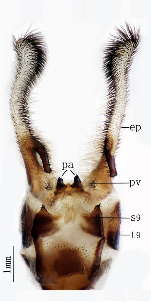 Two newly recorded genera and species of Owlflies (Neuroptera: Ascalaphidae)... 11 Figure 12.