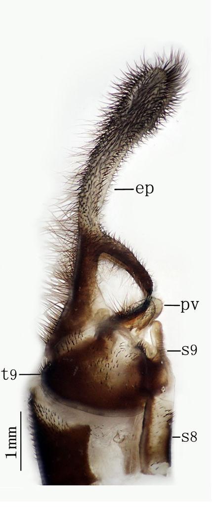 Female Fig. 11 Size. Body length 26 mm. Antennae length 21 mm. Forewing length 32 mm. Hindwing length 28 mm. Abdomen length 16 mm.