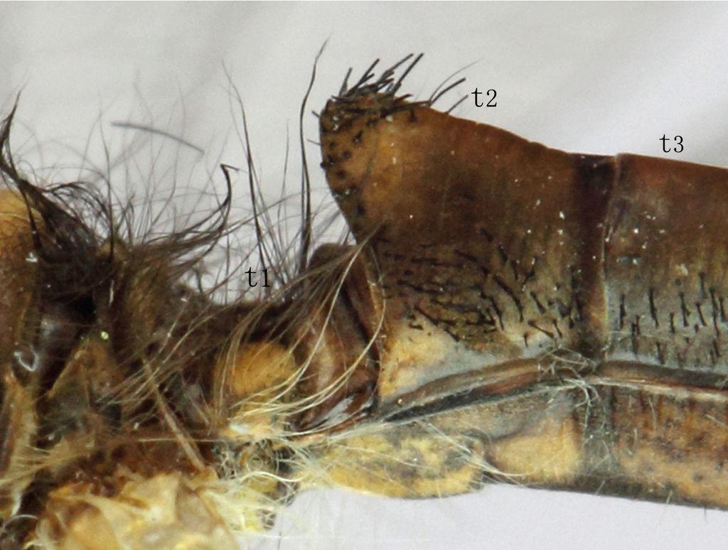 Two newly recorded genera and species of Owlflies (Neuroptera: Ascalaphidae)... 5 yellowish-brown. Metanotum dark-brown with long soft dark-brown hairs.