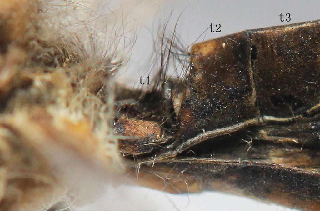 6 Yang M et al. Figure 5. Nousera gibba Navás, 1923, Basal part of abdomen of female, lateral view. Male genitalia.