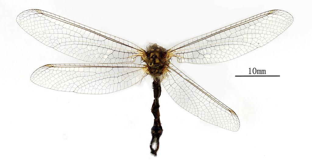 Two newly recorded genera and species of Owlflies (Neuroptera: Ascalaphidae)... 9 Hindwing shorter than forewing. Abdomen in both sexes shorter than hindwing.