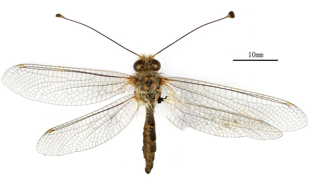 Bubopsis tancrei Weele, 1908 Nomenclature Bubopsis tancrei Weele, 1908: 273. Diagnosis Wings hyaline, veins of C, M, CuP yellow.