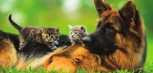 care with our Pet Health Plans Care