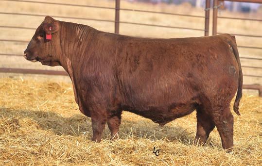 Red Angus Bulls Begin Here! LOT 38 38 BCLR DRIVEN E5777 EPDs BD Color %Sim BW 205 P/S 03/02/17 R PB AR 71 806 1362 3.