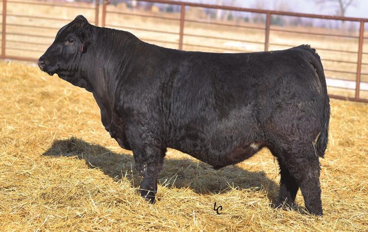 DAM OF LOTS 52-56 AND LOT 62. W21 54 BCLR LOCK N LOAD E21-2 EPDs CE 13.6 BD Color %Sim BW 205 P/S BW 0.4 2/21/17 Bldy PB SM 94 808 1229 2.9 P WW 69.