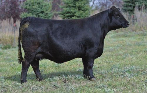 03 WS MOTHER LODE W21 WS MISS BEEFWAY T7 1.09 0.27 BW Ratio WW Ratio Ratio Disposition API 126.2 ET ET ET 1 TI 73.5 Homozygous Polled Genomically Enhanced EPDs. Dam is W21 donor.