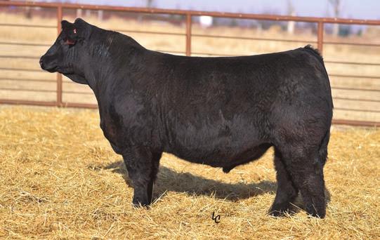 1 91 114 117 1 TI 78 Homozygous Polled Homozygous Black Ranks #3 for WW, #3 for and #5 for among all bulls. Granddam is KS Kayla donor. Recommended for use on mature cows only.