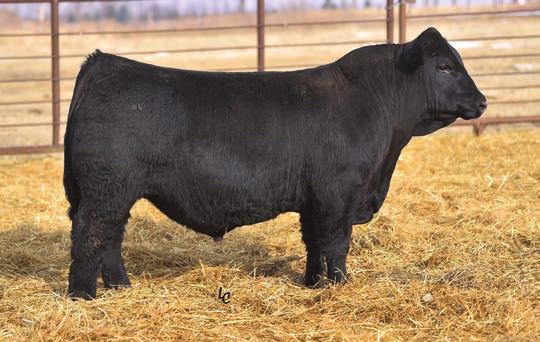 94 0.27 BW Ratio WW Ratio Ratio Disposition API 126.6 97 100 105 1 TI 75.1 Homozygous Polled Homozygous Black Possible DD Carrier. DAM OF LOT 67. Y552 SIRE OF LOTS 68 AND 69.