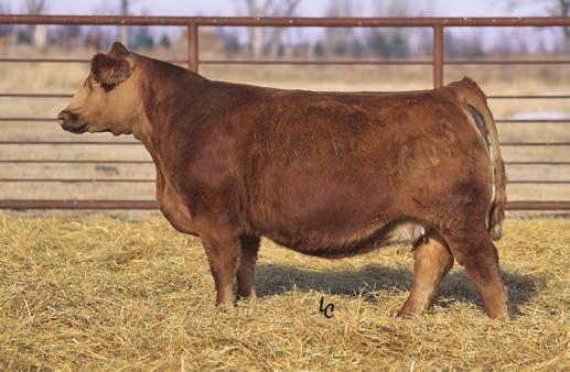 Simmental, SimAngus & Red Angus Females Begin Here This year s heifer offering is one of the deepest and highest quality sets we have ever offered for sale.