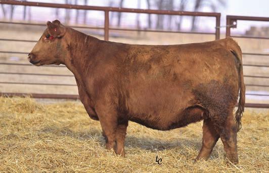 Maternal sibling to Lot 96 Exposed to Bieber Driven from 5/15-8/20. Ultrasound safe to Driven and due 3/15/18 with a heifer. CE BW WW MWW CW YG Mrb API TI 14.4-0.5 66.3 101.5 0.2 5.8 20.6 53.7 0.19 0.
