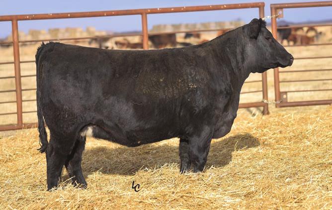 9 Homozygous Polled Heterozygous Black Same cow family as Lots 46 and 68 Exposed to KS Home Run from 5/15-8/20. Ultrasound safe to Home Run and due 4/25/18. CE BW WW MWW CW YG Mrb API TI 16.3-1.3 60.