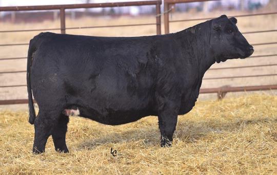 6 Heterozygous Black Maternal sibling to Lot 24 Exposed to KS Home Run from 5/15-8/20. Ultrasound safe to Home Run and due 3/13/18 with a bull. CE BW WW MWW CW YG Mrb API TI 19.5-2.6 55.7 94.0 0.2 9.