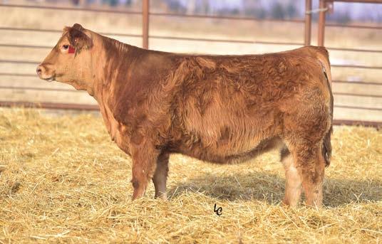 LOT 97 Z214 FULL SIBLING TO LOT 97.