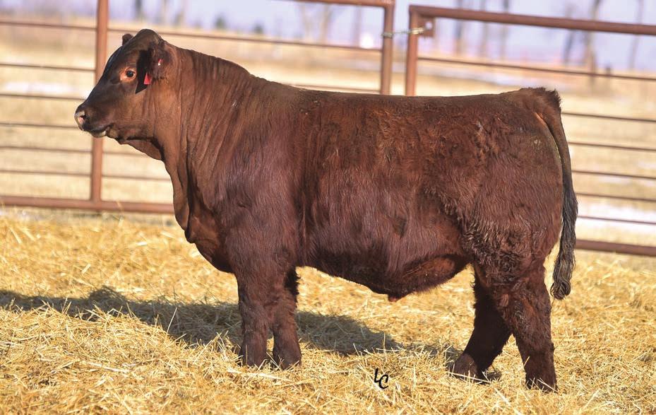LOT 2 W611 BCLR SHAMWOW W611 IS THE MATERNAL GRAND SIRE OF LOTS 2 AND 3 2 BD Color %Sim BW 205 P/S 2/22/17 R PB SM 97 847 1276 3.