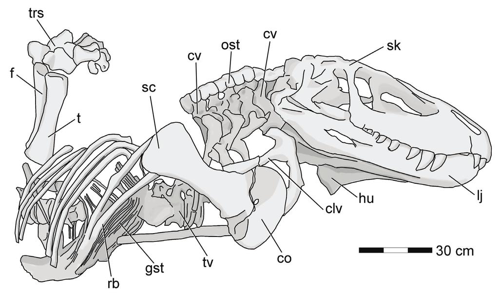 Subnarial foramen in Prestosuchus 3 Figure 1 - Schematic drawing of ULBRA-PVT-281, a complete skull and a partial postcranial skeleton.