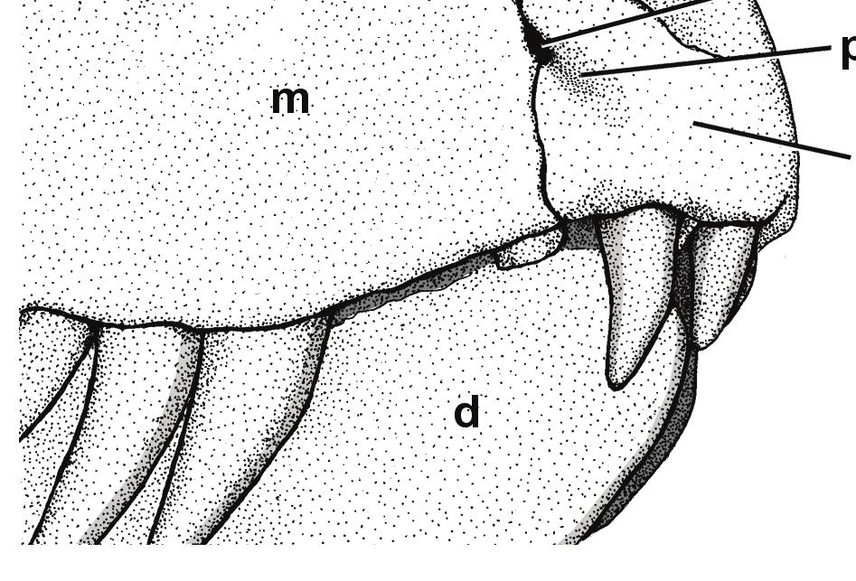 The main body of maxilla extends over the lateral surface of the skull. The lateral surface bears slightly rugosities and foramina close to its ventral margin.