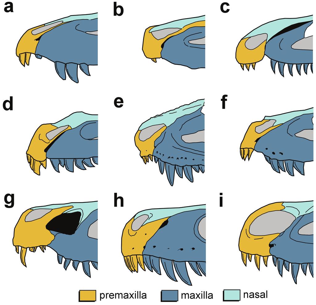 Subnarial foramen in Prestosuchus 7 Figure 5 - Schematic drawing depicting the rostral region of selected archosauriforms in left lateral view. The subnarial fenestra is depicted in black.