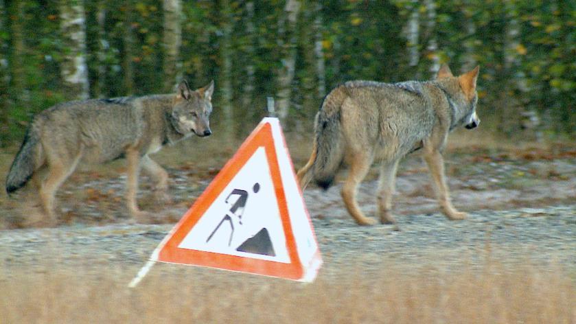 Assessment of wolf behavior Not dangerous / no need for action: Wolf passes close to settlements in the dark.
