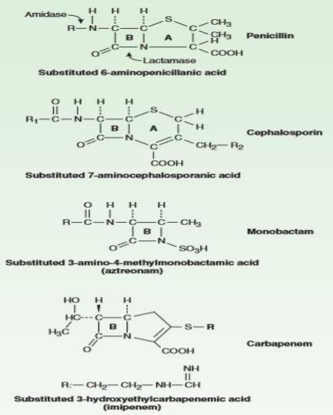 The β- Lactam Antibiotics Penicillins. Cephalosporins. Carbapenems. Monobactams. How β- Lactams work? 1. β-lactams bind to Penicillin Binding Protein (PBP). 2.