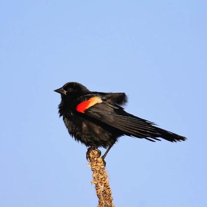 Red-winged Blackbird Pointed bill Red shoulder patch with