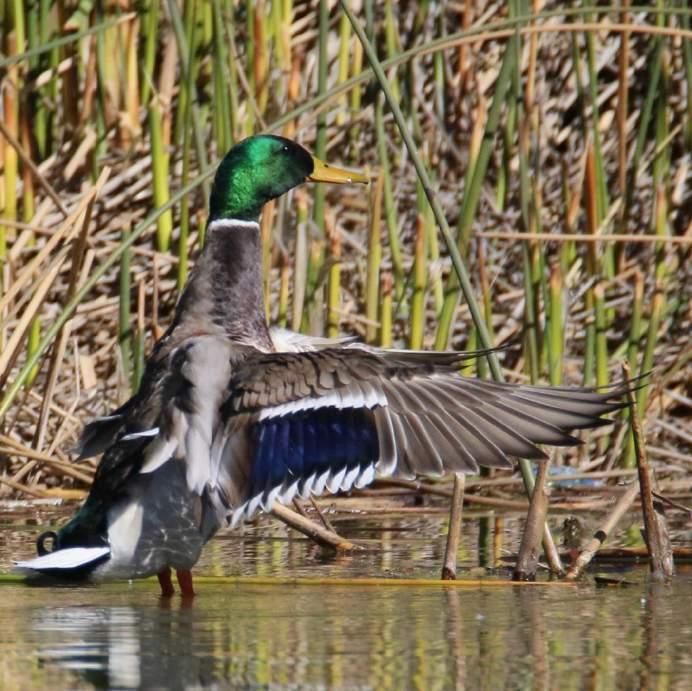 Mallard Male - Green head and two curled black tail feathers Chestnut-brown breast White neck collar (ring) Gray