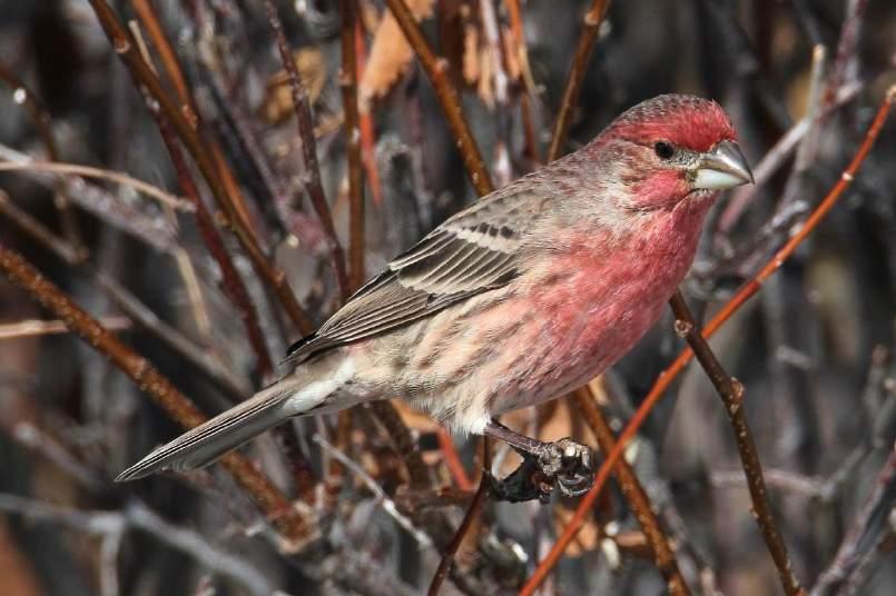 House Finch Brown streaked back and wings Pink-red head, throat and rump Long