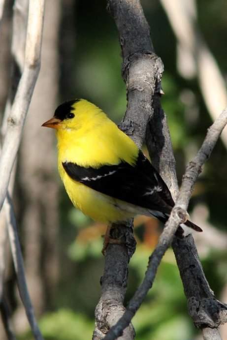 American Goldfinch Black cap, wings and tail Bright yellow body