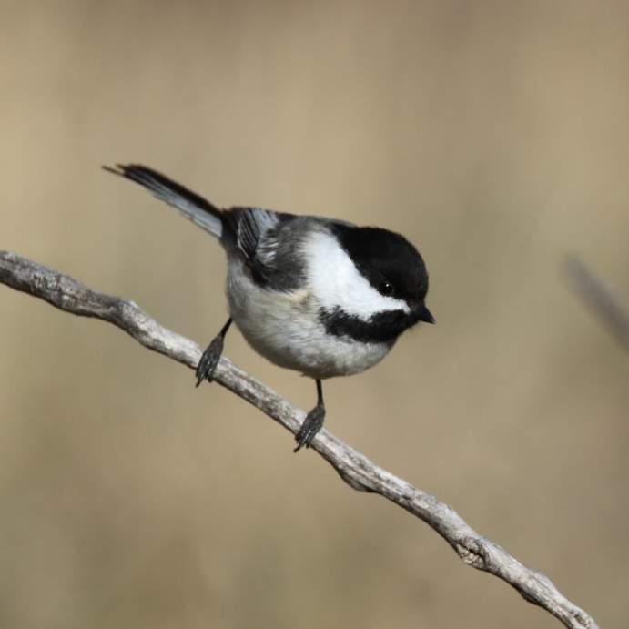 Black-capped Chickadee Pale gray upperparts and breast Pale olive-brown underparts Black cap and