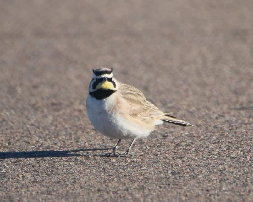 Horned Lark Brown upperparts White underparts Pale