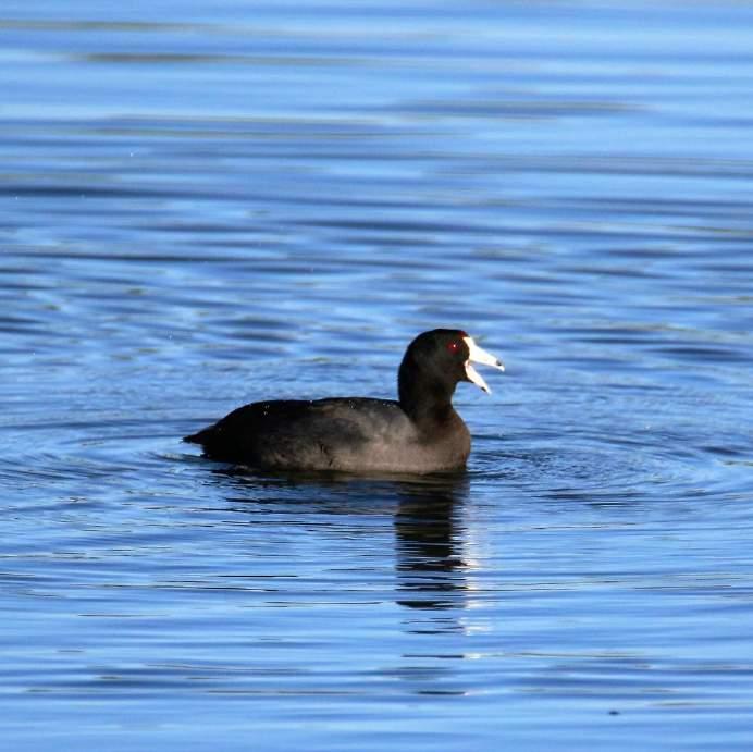 American Coot Reddish-brown frontal shield White bill with black ring