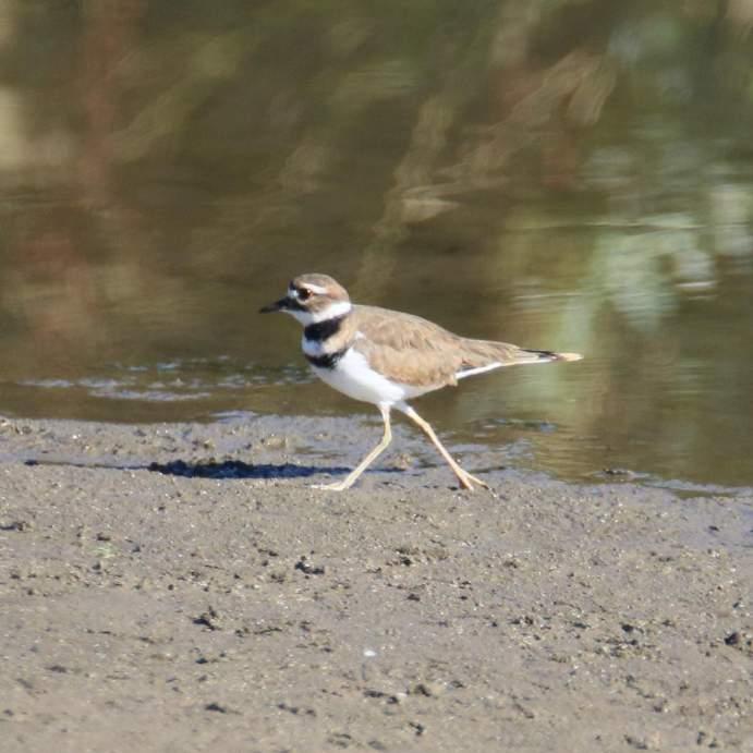 Killdeer Brown upperpart White underparts Black-bordered white forehead Two