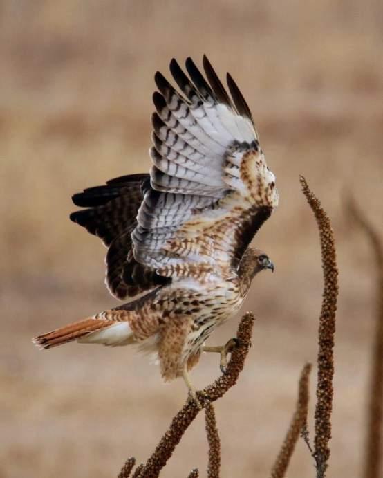Red-tailed Hawk Brown upperparts, head and throat Underparts are pale with brown streaks belly band Red-brown