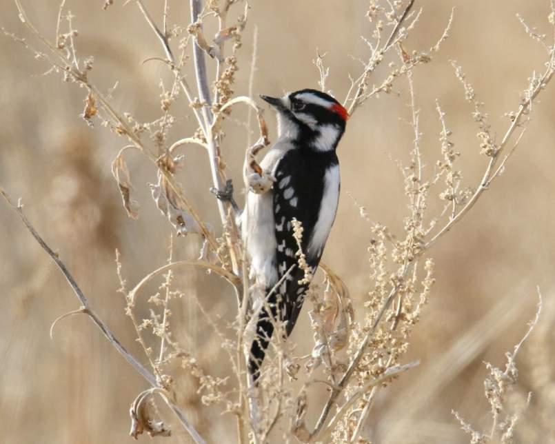 Downy Woodpecker White back, black nape Black wings with white spots White underparts White face with