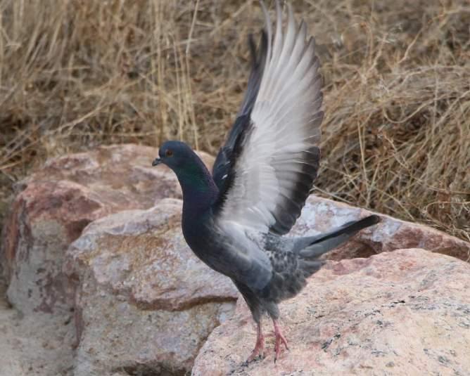 Rock Dove (Pigeon) Blue-gray head and breast Iridescent