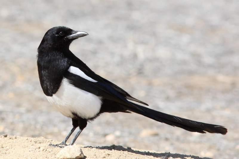 Black-billed Magpie Black with long tail Stout bill Wings and tail